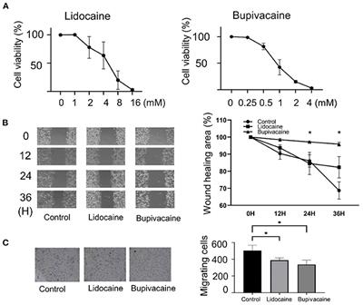 Lidocaine and Bupivacaine Downregulate MYB and DANCR lncRNA by Upregulating miR-187-5p in MCF-7 Cells